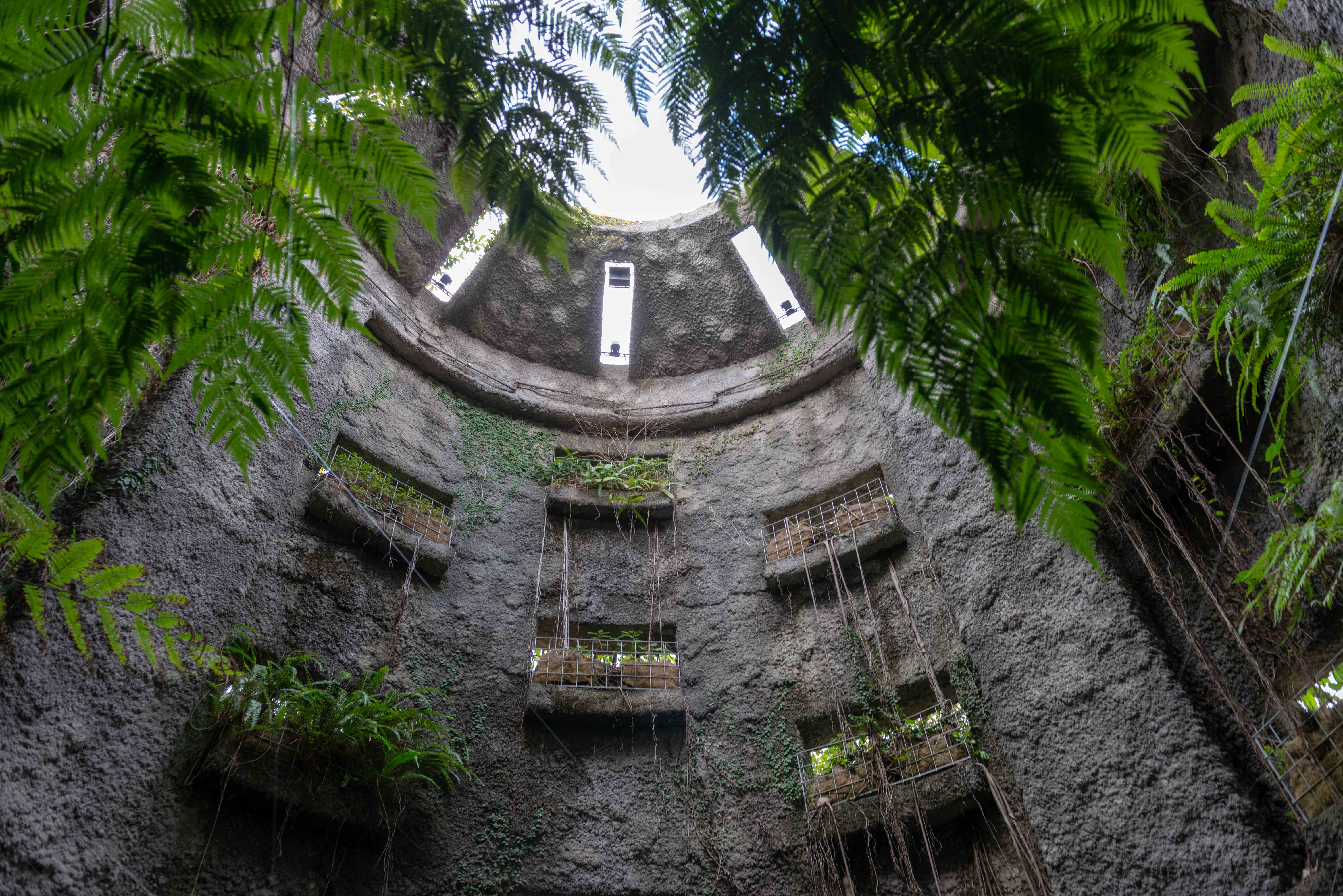 「天空の城ラピュタ」を思わせる、アコウの根を這わせた南園温室の入り口の「みどりの塔」。