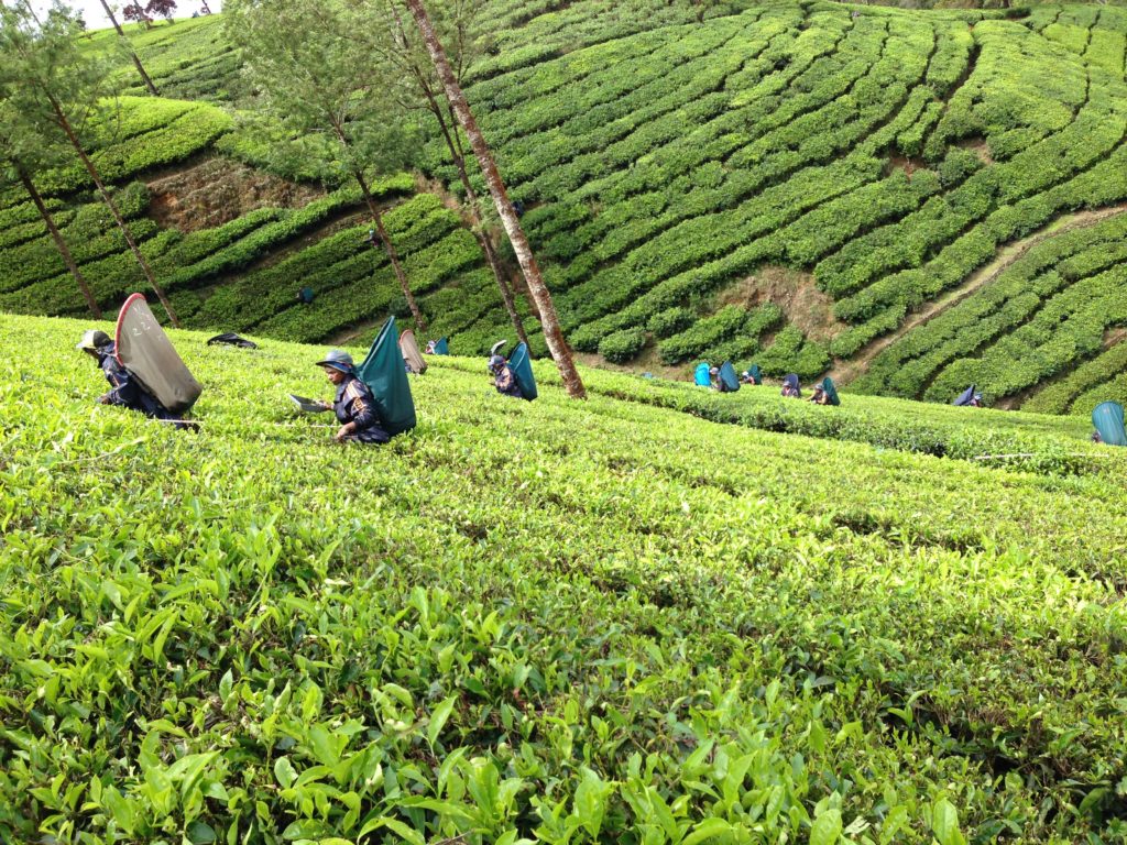 スリランカの紅茶農園