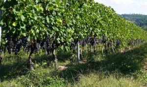 ワイン用のブドウ畑は棚式ではなく垣根式（写真はメルロー）。