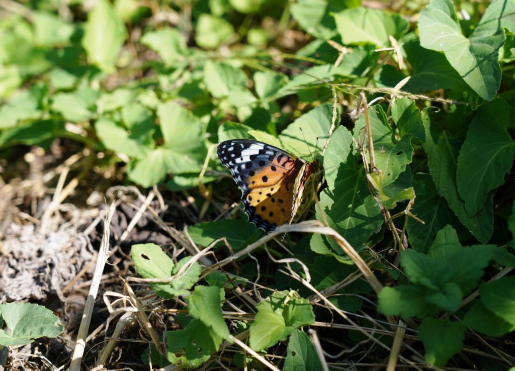 ヴィンヤードでは数種のチョウをはじめ、さまざまな昆虫を見ることができた。