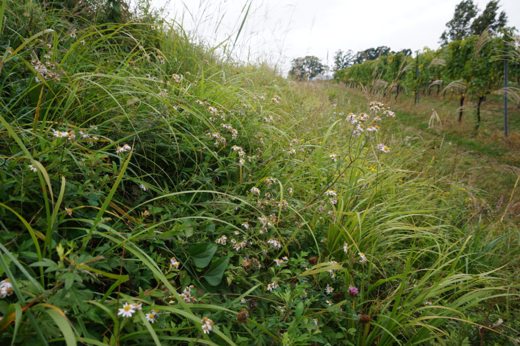 ２０１９年秋には、良質な草原を代表する種であるノコンギクが植生再生活動で定着し、再生場所がお花畑のように変わりつつある。
