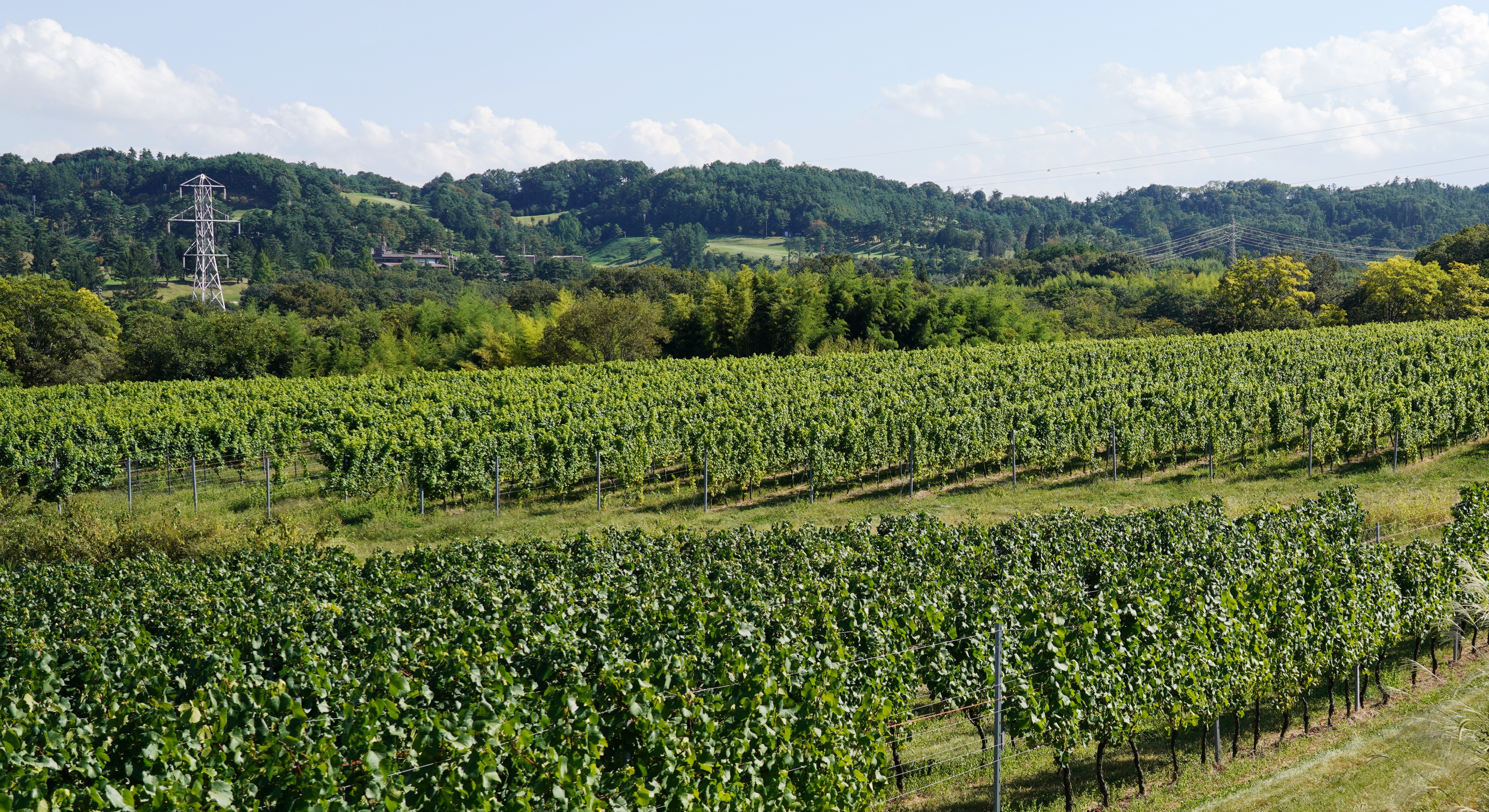 椀子ヴィンヤードでは、シャルドネ、メルローを主体とした８種類のブドウ品種を栽培。約29ヘクタールの広大なブドウ畑は今後も拡大される予定