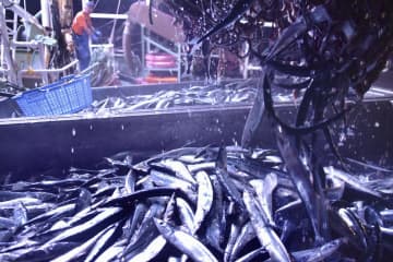 サンマ漁獲量、昨年の3割 全国8～9月、過去最低を更新　画像１