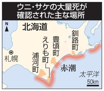 北海道でウニとサケ大量死 赤潮が影響か、漁師「無念」　画像１