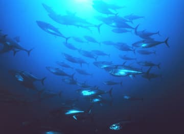 大型クロマグロの漁獲枠増 都道府県分は11％プラス　画像１