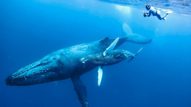「ザトウクジラは尾ビレの模様や傷により、個体を識別することができます。自然の標識から『徳之島が好きなクジラの親子』がわかるかも？」撮影：平野菜摘さん