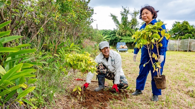 13年かけて100本のコーヒーの木を2000本に増やした東さんと夫の純平さん（左）。島内滞在の限られた時間で手際良く苗木を植えていく。