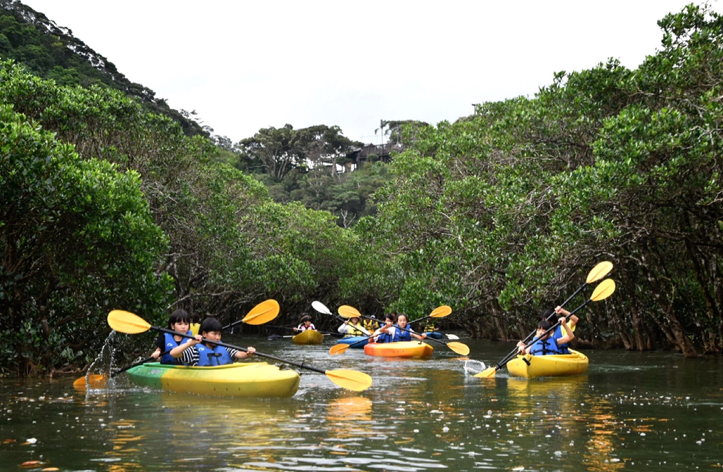 世界自然遺産に登録された奄美大島。国内2番目の規模を誇るマングローブ原生林は人気の観光スポットとなっている