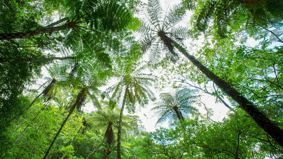 ヒカゲヘゴなどがそびえ立つ奄美大島の代表的な自然観察スポット・金作原国有林