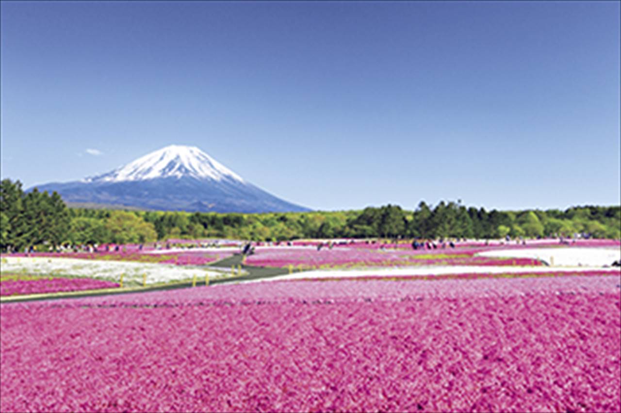 今が見ごろ ゴールデンウィークに行きたい 花絶景スポット ランキング10 Ovo オーヴォ