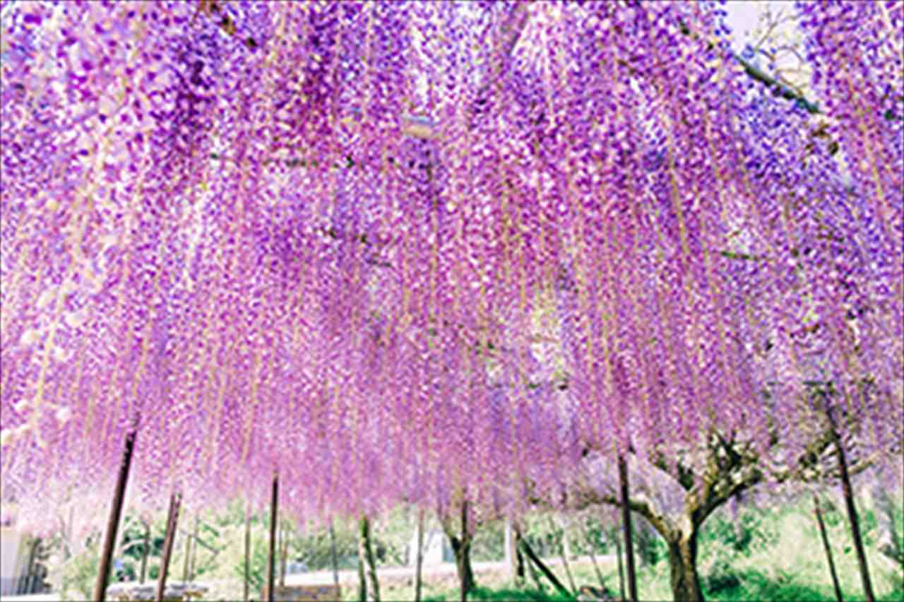 今が見ごろ ゴールデンウィークに行きたい 花絶景スポット ランキング10 Ovo オーヴォ