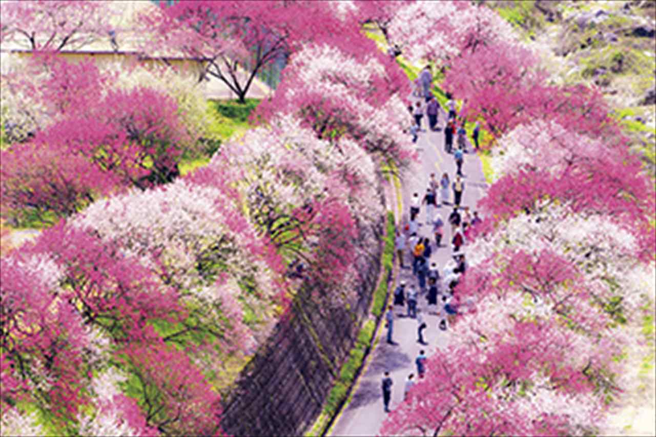 今が見ごろ ゴールデンウィークに行きたい 花絶景スポット ランキング10 Ovo オーヴォ