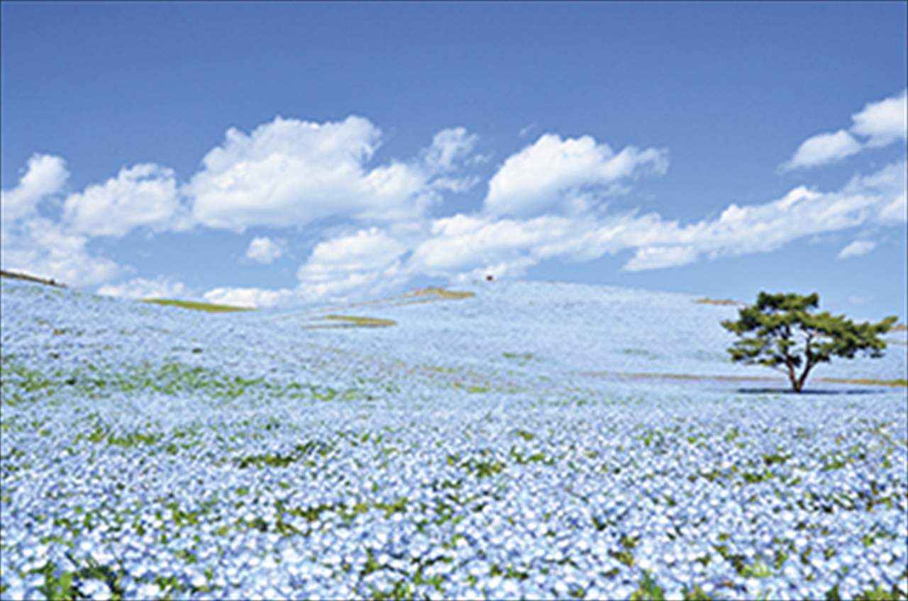今が見ごろ ゴールデンウィークに行きたい 花絶景スポット ランキング10 Ovo オーヴォ