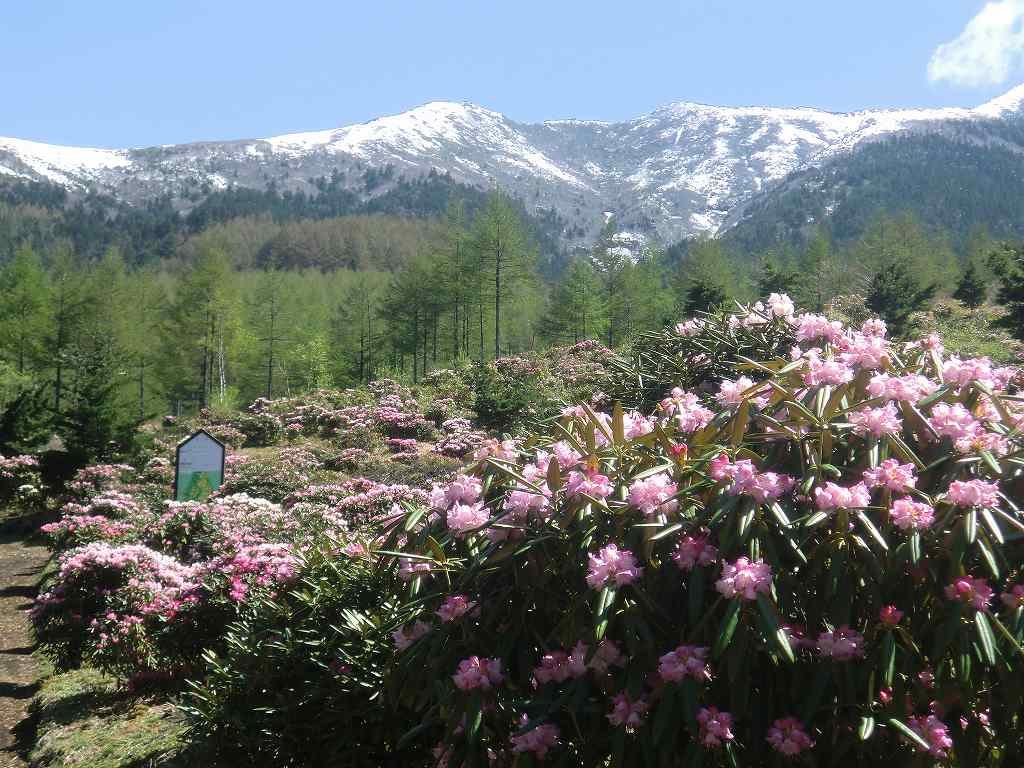春は秘境に広がる天空の花畑へ!「浅間高原シャクナゲ園まつり」開催決定 画像1