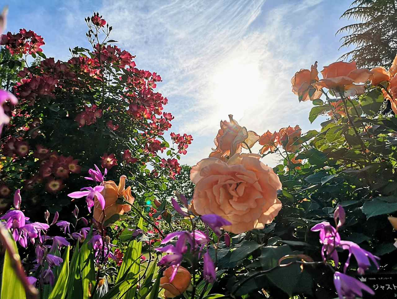 何種類知ってる？春バラが見ごろの「四季の香 ローズガーデン」で東京散歩　画像１
