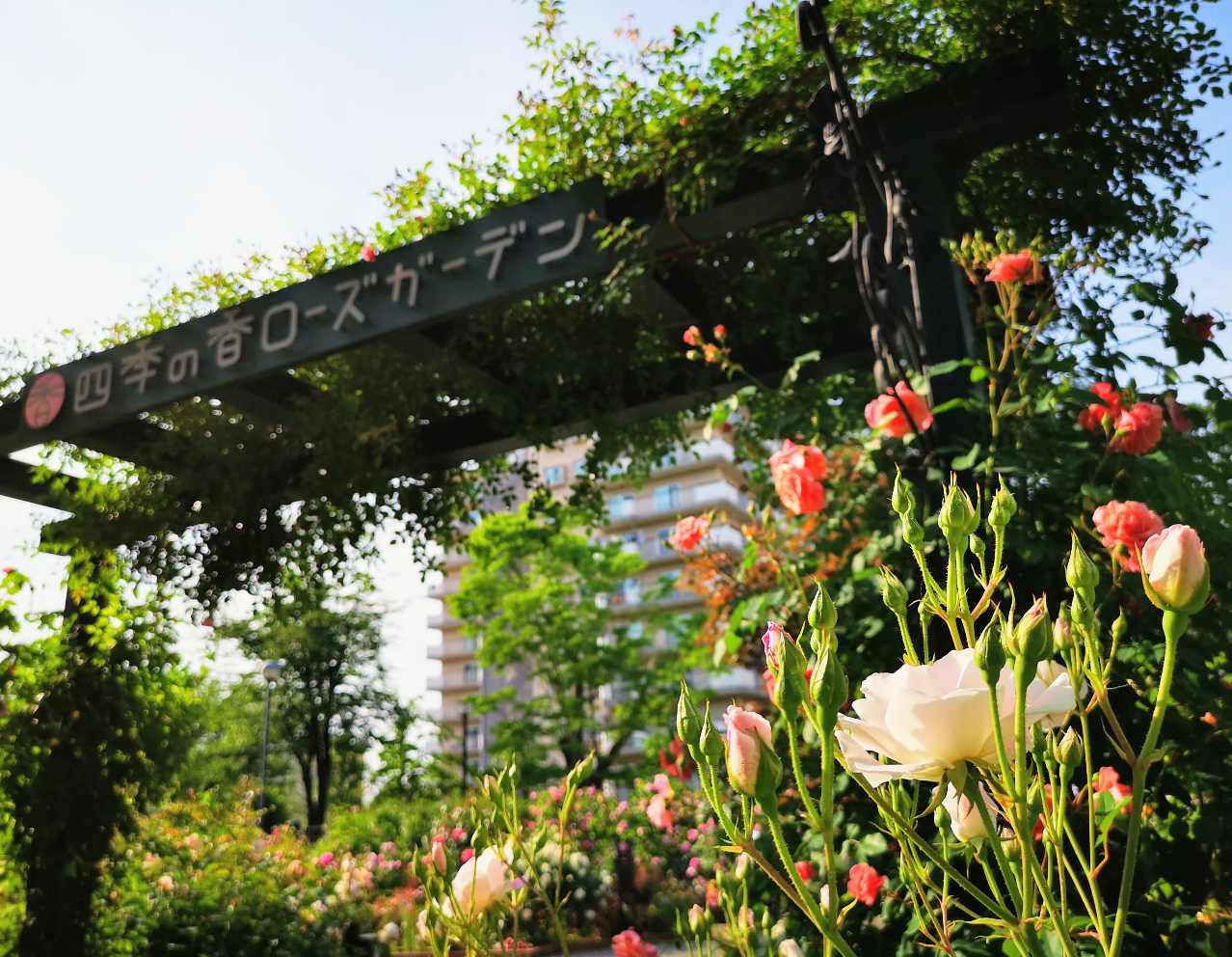 何種類知ってる？春バラが見ごろの「四季の香 ローズガーデン」で東京散歩　画像２