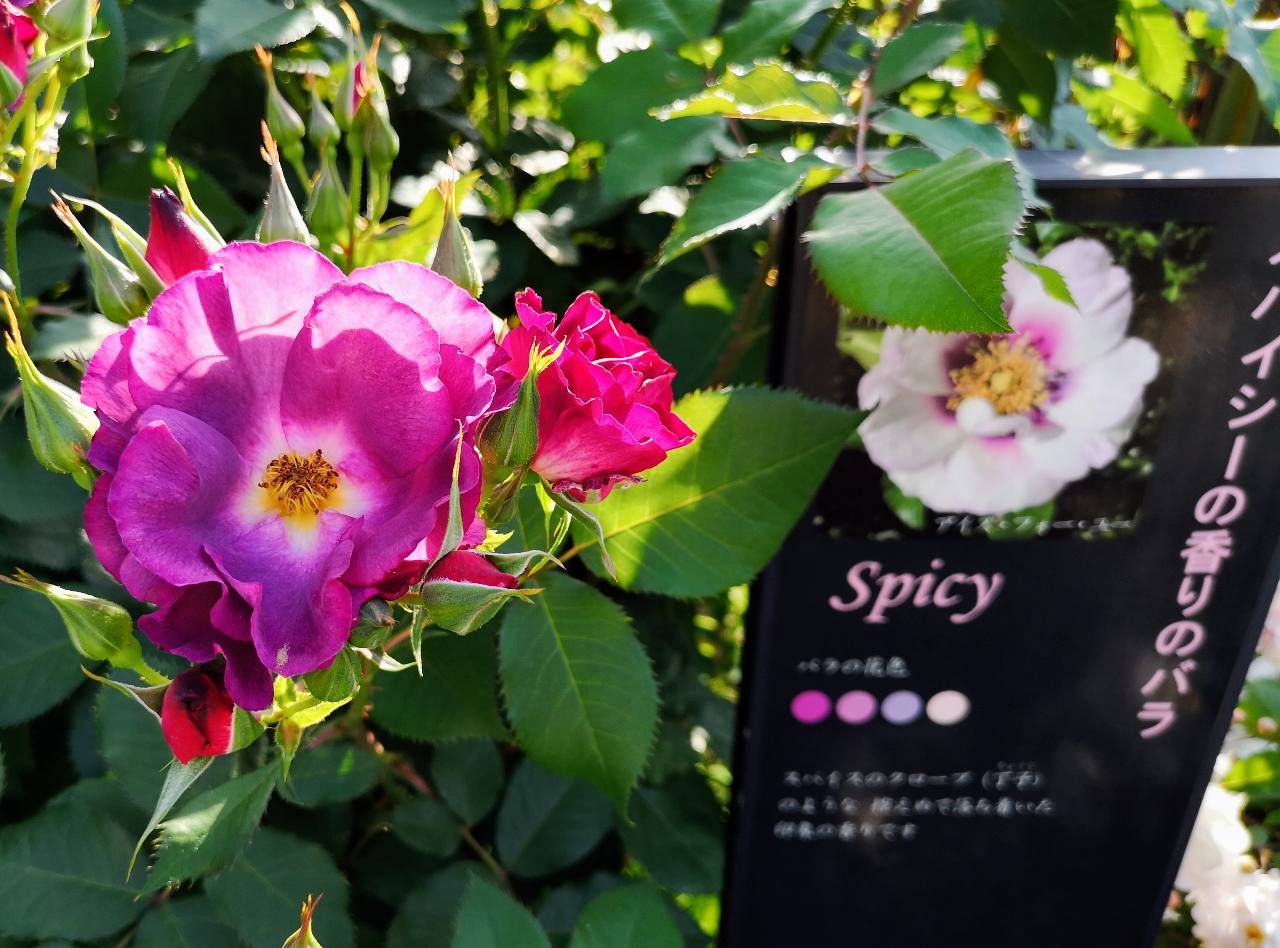 何種類知ってる？春バラが見ごろの「四季の香 ローズガーデン」で東京散歩　画像５