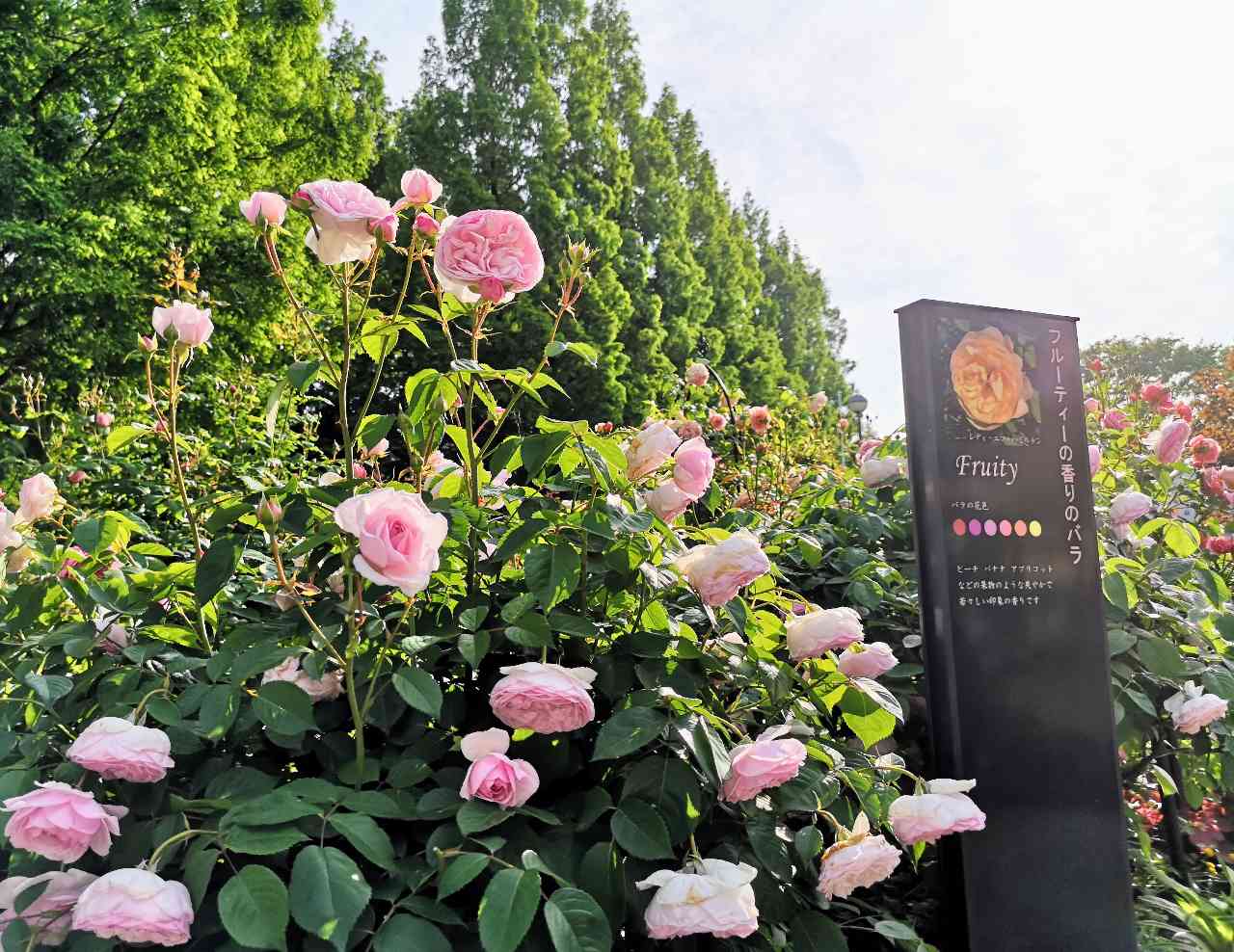 何種類知ってる？春バラが見ごろの「四季の香 ローズガーデン」で東京散歩　画像６