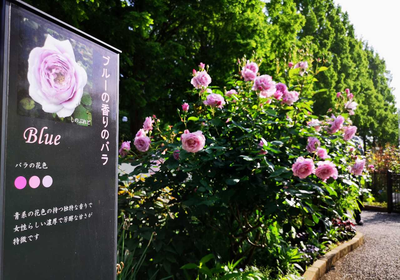 何種類知ってる？春バラが見ごろの「四季の香 ローズガーデン」で東京散歩　画像７