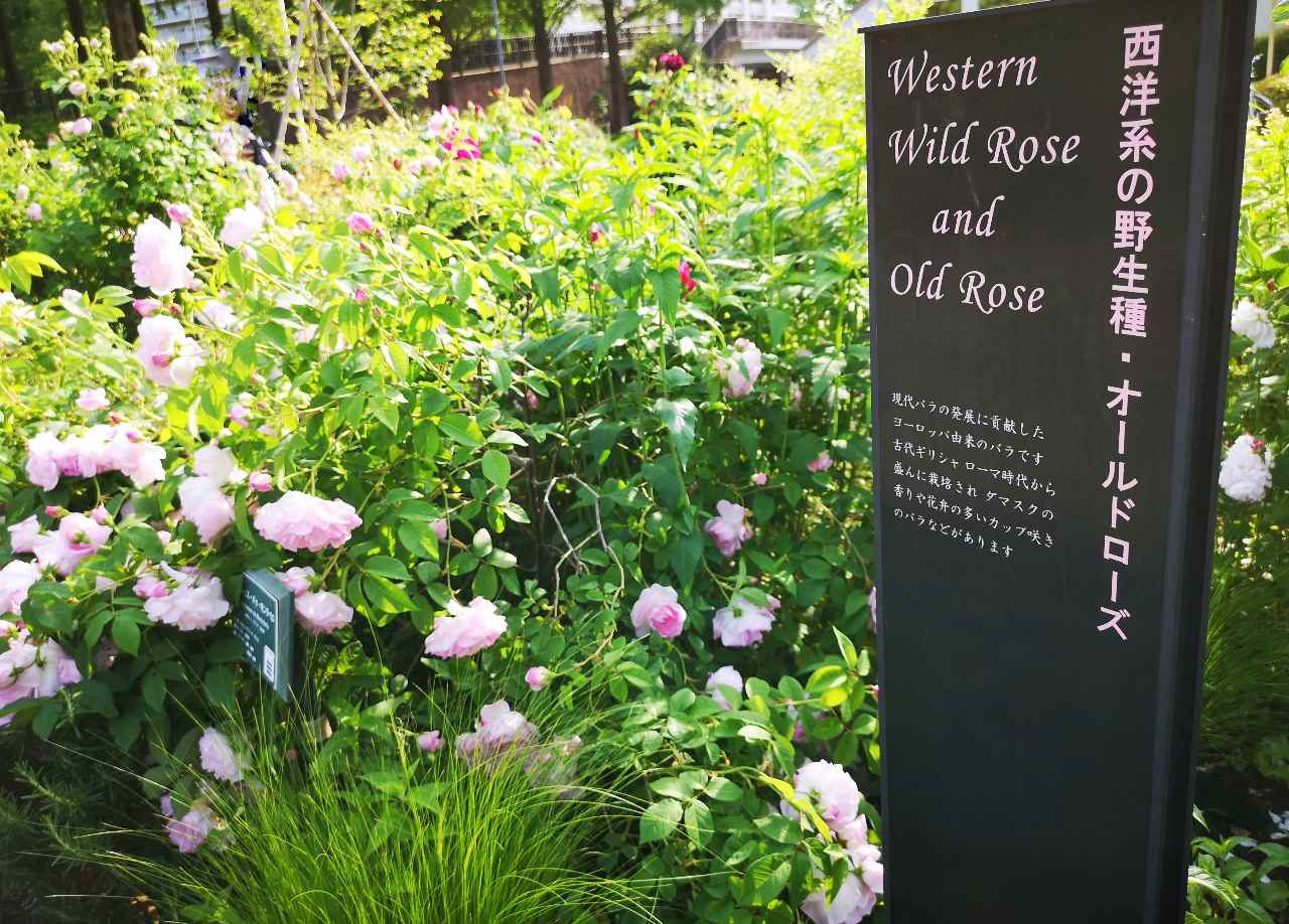 何種類知ってる？春バラが見ごろの「四季の香 ローズガーデン」で東京散歩　画像１１