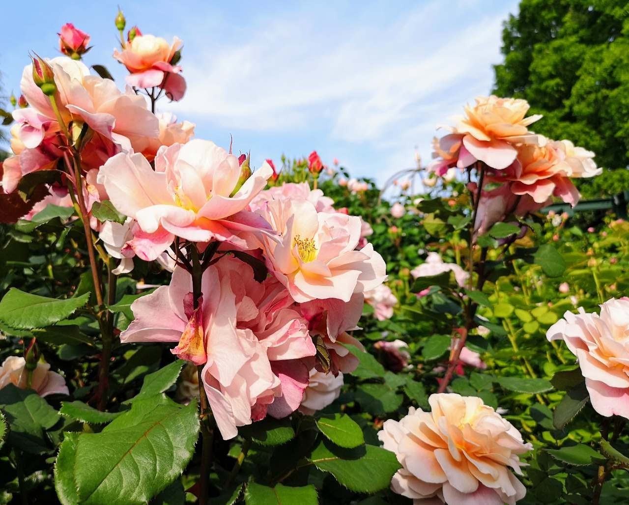 何種類知ってる？春バラが見ごろの「四季の香 ローズガーデン」で東京散歩　画像１３