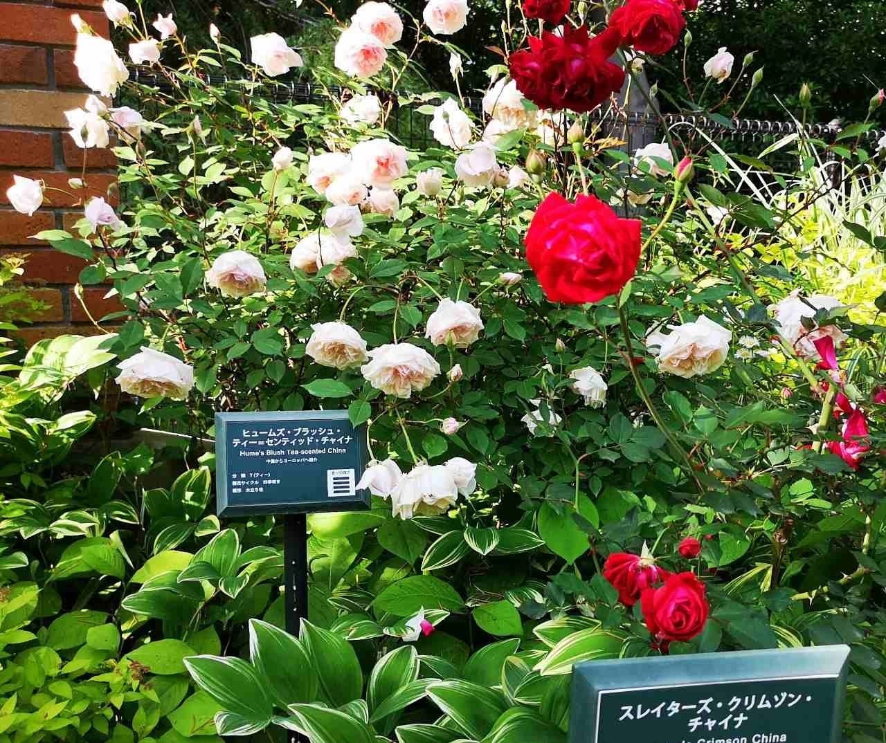 何種類知ってる？春バラが見ごろの「四季の香 ローズガーデン」で東京散歩　画像１５