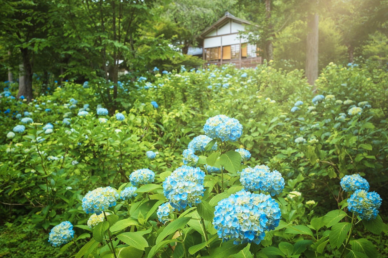【2022】京都の「あじさい」が美しいスポット10選！見頃や名所・穴場もご紹介　画像７