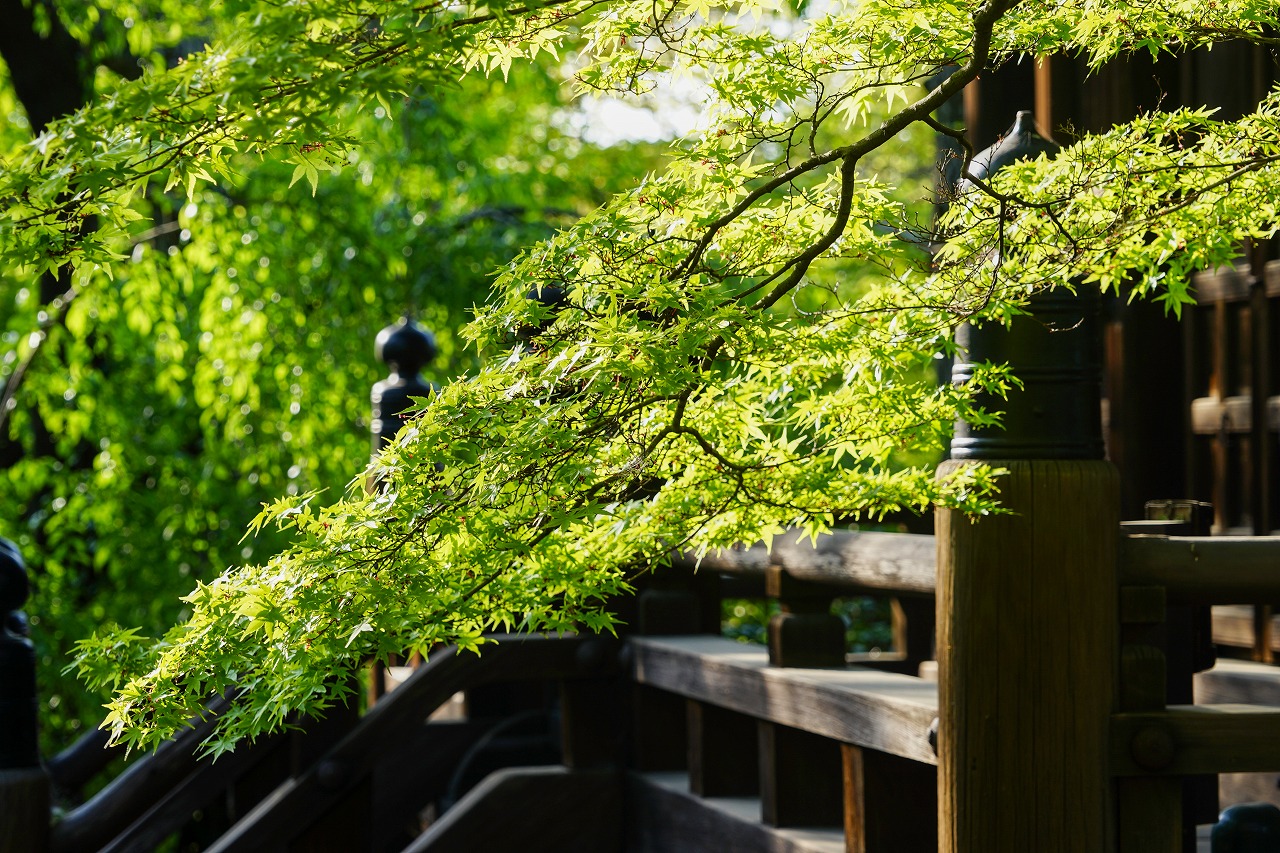 【2022】京都の「あじさい」が美しいスポット10選！見頃や名所・穴場もご紹介　画像９