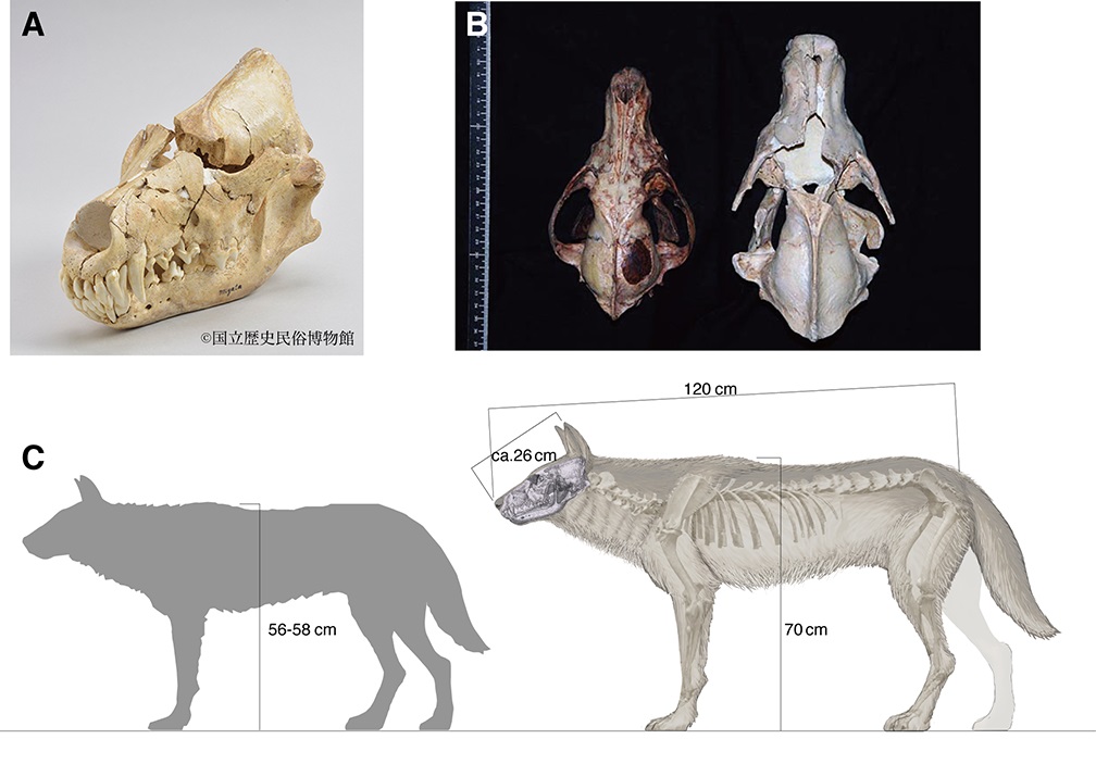 (A) 今回分析した栃木県産の更新世オオカミの頭骨
(B) 神奈川県で捕獲された標準的なニホンオオカミの標本 (Canis lupus hodophilax) (左) と更新世オオカミ(右) との頭骨サイズの比較
(C) ニホンオオカミ（左）と更新世オオカミ（右）の体格の差異