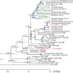 ミトコンドリアDNA解析に基づくハイイロオオカミの系統関係と分岐年代推定