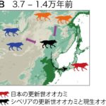 本研究結果から推定されたニホンオオカミの起源