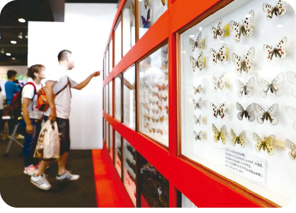 昆虫の標本＝大昆虫展の過去の展示風景