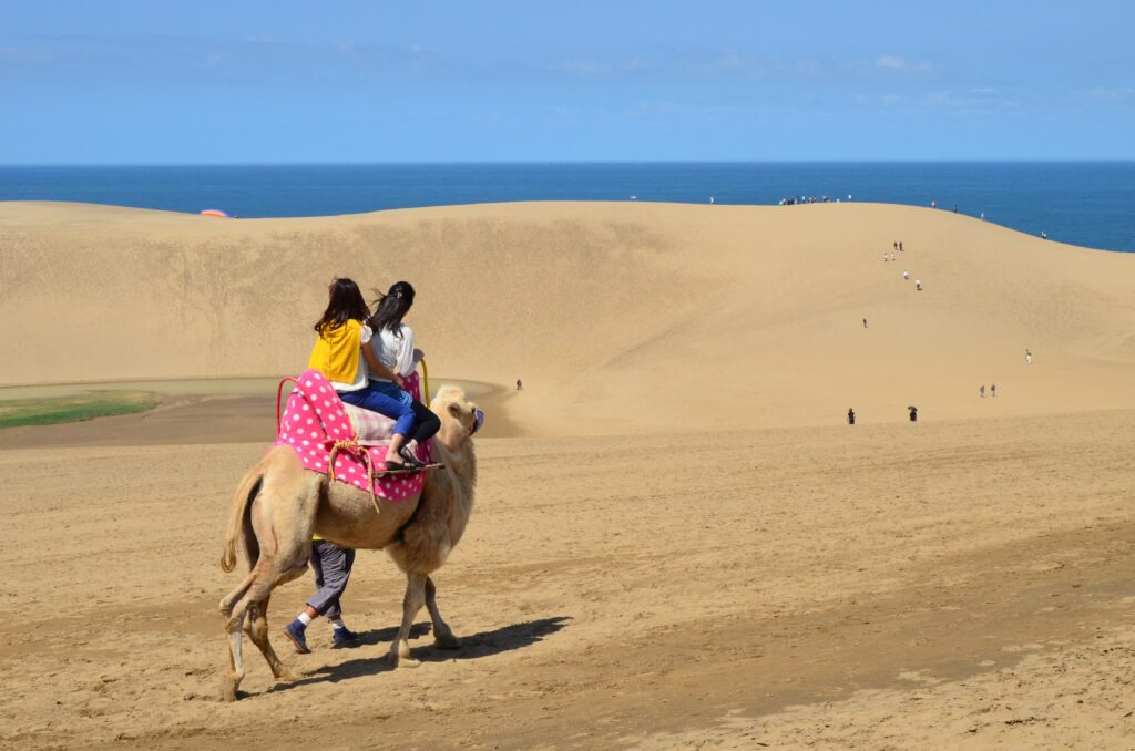 ラクダに乗れる鳥取砂丘。
