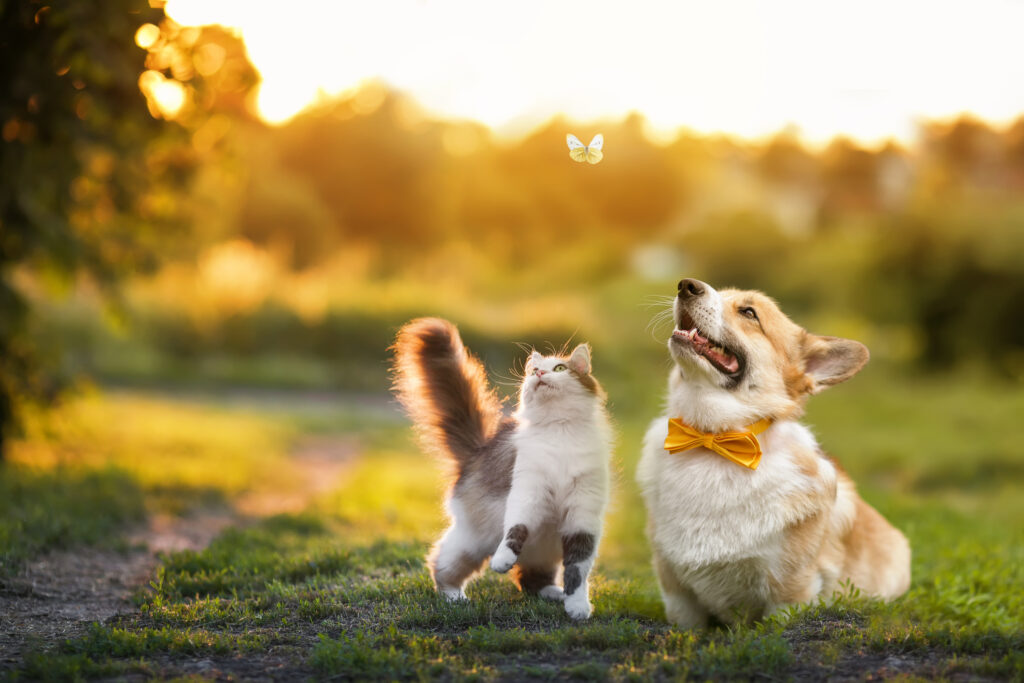 cute fluffy friends a cat and a dog catch a flying butterfly in a sunny summer
