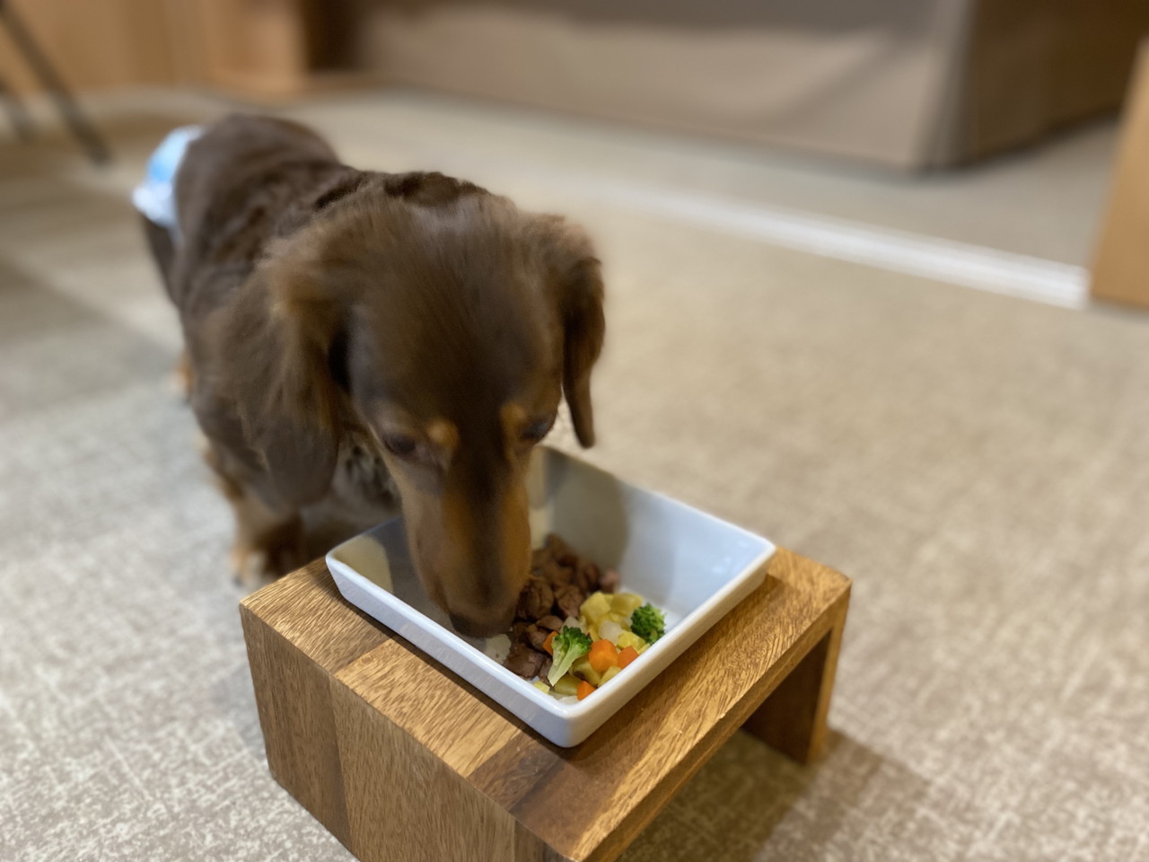 【箱根の特別時間】レジーナリゾート箱根雲外荘で「愛犬とおこもり滞在」を楽しんでみた　画像１１