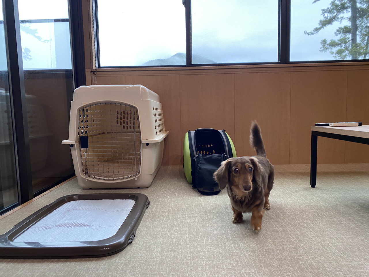 【箱根の特別時間】レジーナリゾート箱根雲外荘で「愛犬とおこもり滞在」を楽しんでみた　画像４