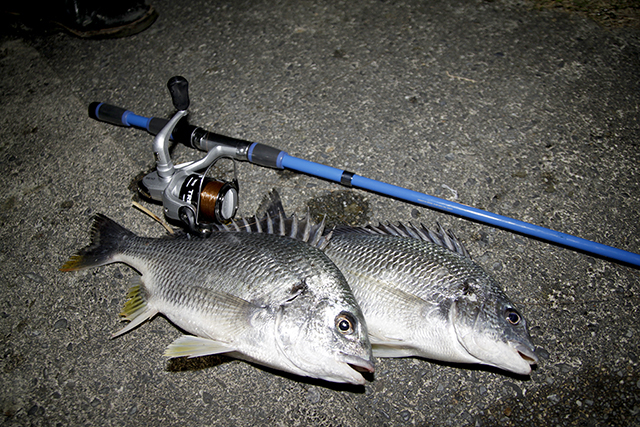 「隅田川」などの都市河川で楽しむクロダイ釣り【モバイルロッドで釣り入門】　画像３