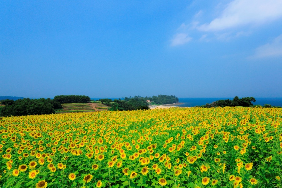 約160万本のヒマワリが咲く国東半島「長崎鼻」　大分県豊後高田市が夏のリゾートをPR　画像１