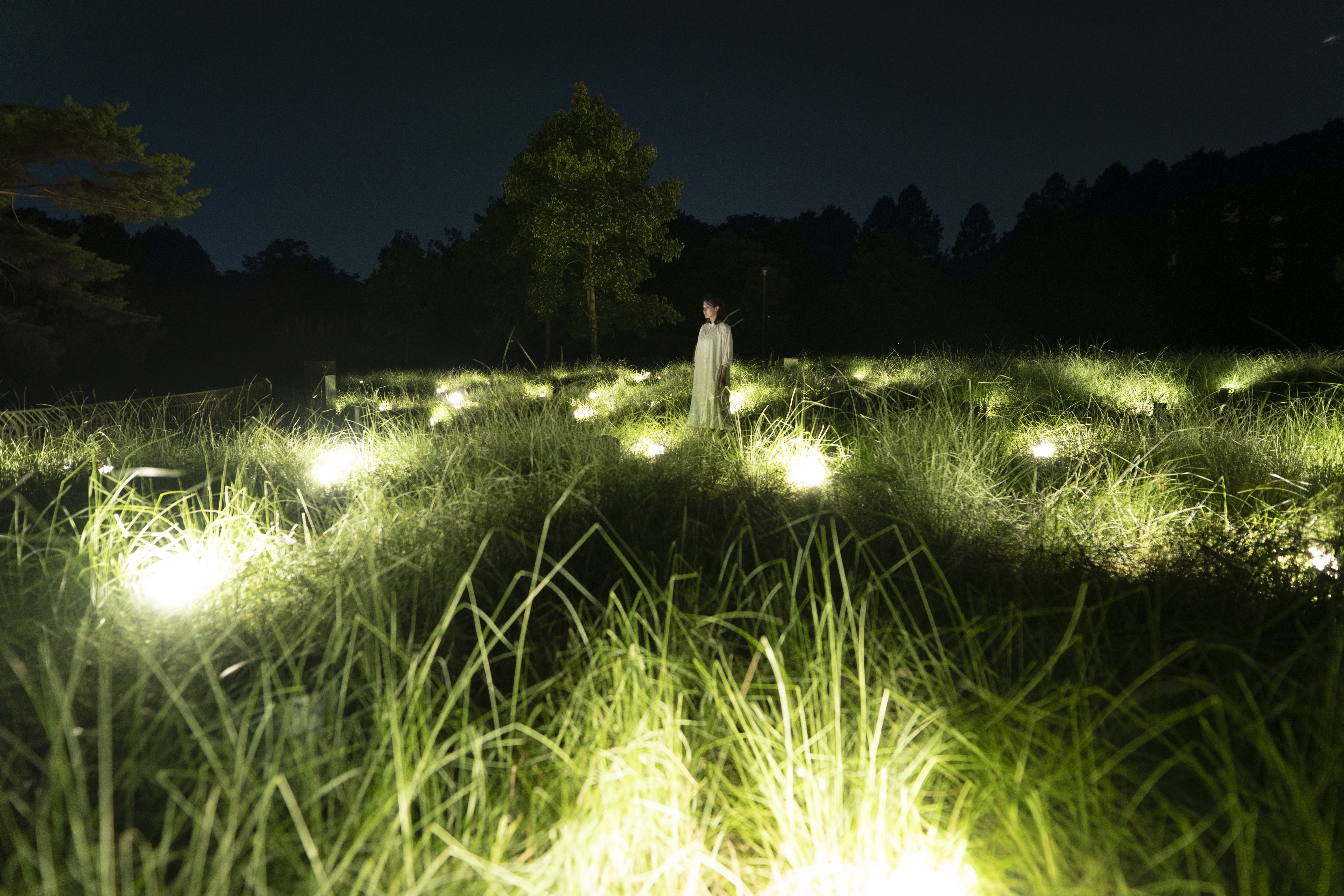 チームラボ《光色の草原 - カピラリス》©チームラボ