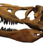 タルボサウルス 頭部