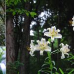 花の王様、ヤマユリが群生する自然豊かな森で、花や虫たちを観察！