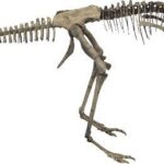 所蔵：福井県立恐竜博物館