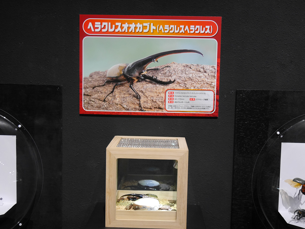 「昆虫の生体展示」コーナー