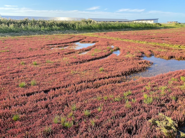 北海道・網走の能取湖で真っ赤なサンゴ草がそろそろ見頃【編集部ブログ】　画像３
