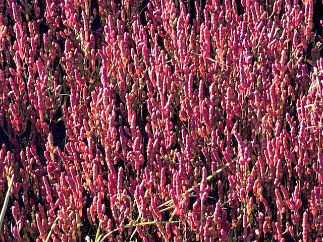 北海道・網走の能取湖で真っ赤なサンゴ草がそろそろ見頃【編集部ブログ】　画像２
