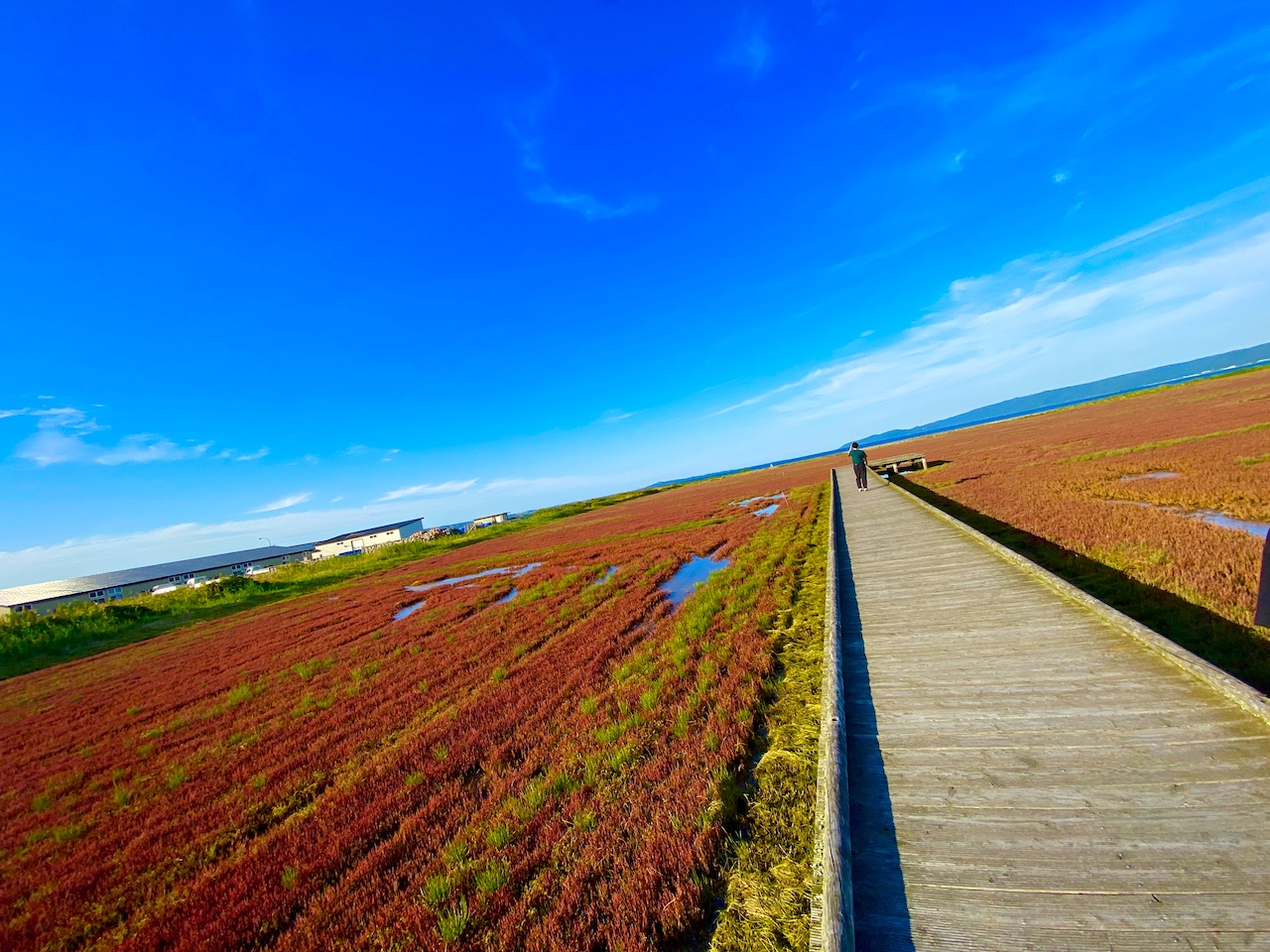 北海道・網走の能取湖で真っ赤なサンゴ草がそろそろ見頃【編集部ブログ】　画像４