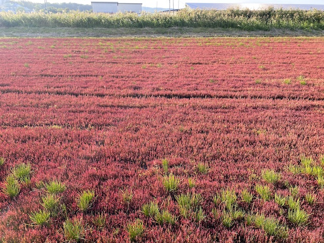 北海道・網走の能取湖で真っ赤なサンゴ草がそろそろ見頃【編集部ブログ】　画像５