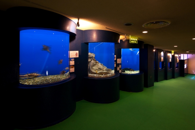 【日本最古を探せ】日本初のトンネル型大水槽を設置した富山県「魚津水族館」　画像３