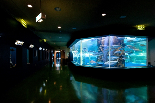 【日本最古を探せ】日本初のトンネル型大水槽を設置した富山県「魚津水族館」　画像５