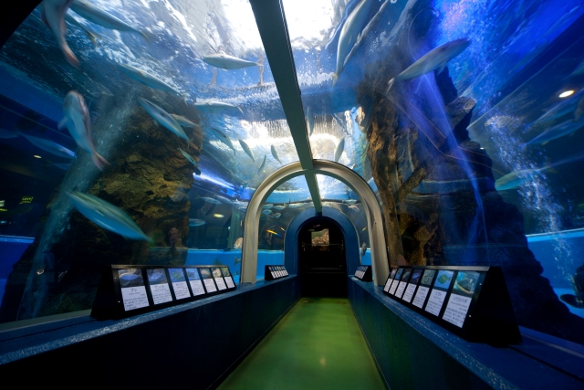 【日本最古を探せ】日本初のトンネル型大水槽を設置した富山県「魚津水族館」　画像４